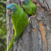 Buy canvas prints of Blue-Crowned Parakeet Couple by Arterra 