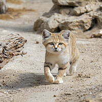 Buy canvas prints of Sand Cat by Arterra 