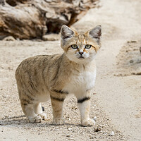 Buy canvas prints of Sand Cat in Desert by Arterra 