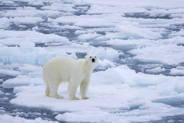 Polar Bear on Drift Ice Picture Board by Arterra 