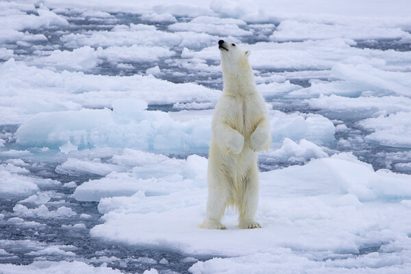 Polar Bear Standing Up Picture Board by Arterra 