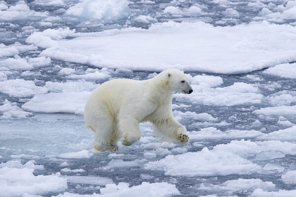 Polar Bear Running on Ice Picture Board by Arterra 