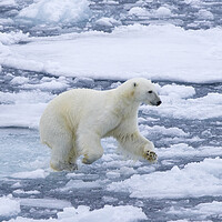 Buy canvas prints of Polar Bear Running on Ice by Arterra 