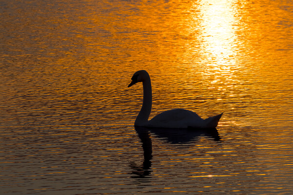 Mute Swan at Sunset Picture Board by Arterra 