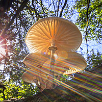 Buy canvas prints of Porcelain Fungus and Sunrays by Arterra 