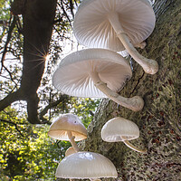 Buy canvas prints of Porcelain Fungus on Tree Trunk by Arterra 