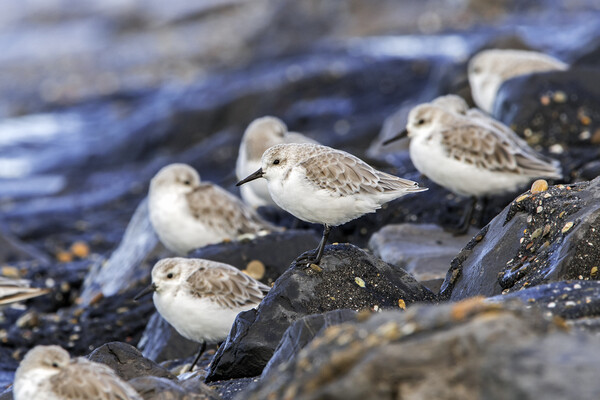 Flock of Sanderlings Picture Board by Arterra 