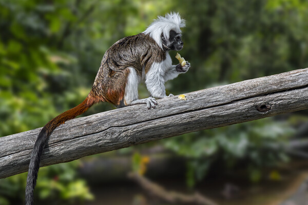 Cotton-Top Tamarin in Tree Picture Board by Arterra 