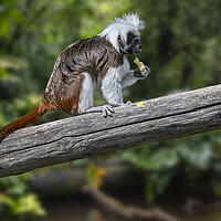 Buy canvas prints of Cotton-Top Tamarin in Tree by Arterra 
