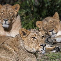 Buy canvas prints of Pride of Asiatic Lions by Arterra 