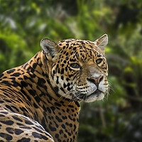Buy canvas prints of Jaguar in Rain Forest by Arterra 