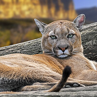 Buy canvas prints of Resting Mountain Lion by Arterra 