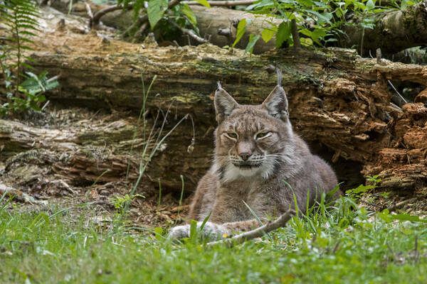 Siberian Lynx in Forest Picture Board by Arterra 