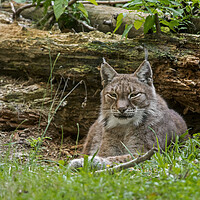 Buy canvas prints of Siberian Lynx in Forest by Arterra 