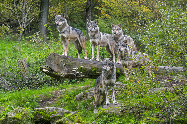 Wolf Pack in Woodland Picture Board by Arterra 