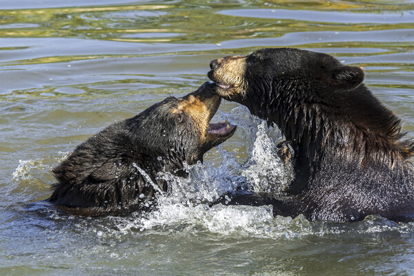 Black Bears Play Fighting in Lake Picture Board by Arterra 