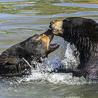 Buy canvas prints of Black Bears Play Fighting in Lake by Arterra 
