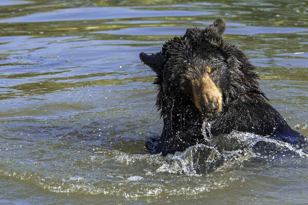 American Black Bear Splashing in Lake Picture Board by Arterra 