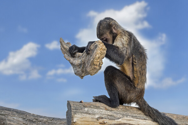 Monkey Crashing Nut Picture Board by Arterra 