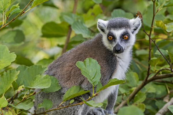 Ring-Tailed Lemur in Tree Picture Board by Arterra 
