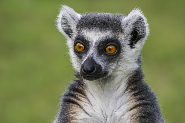 Ring-Tailed Lemur Portrait Picture Board by Arterra 