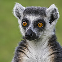 Buy canvas prints of Ring-Tailed Lemur Portrait by Arterra 