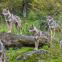 Buy canvas prints of Hunting Wolf Pack by Arterra 