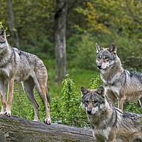 Buy canvas prints of Three Wolves in Woodland by Arterra 