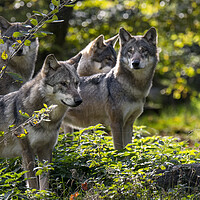 Buy canvas prints of Hunting Grey Wolves by Arterra 