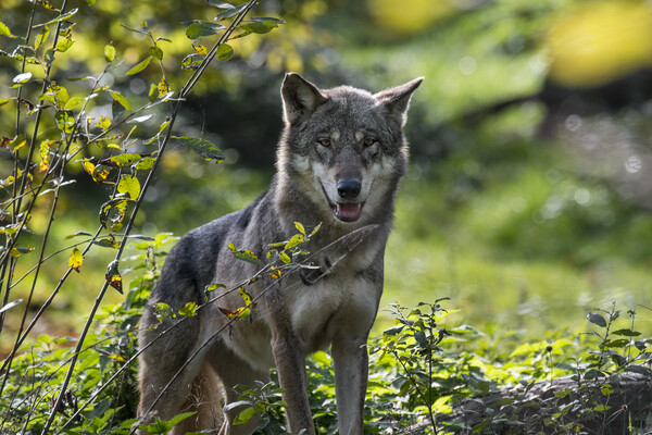 Grey Wolf in Forest Picture Board by Arterra 