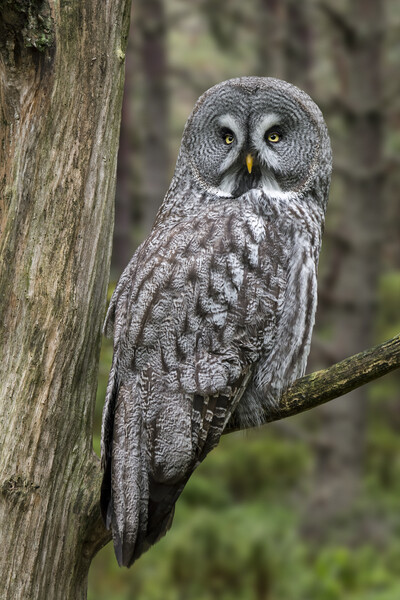 Great Grey Owl Picture Board by Arterra 