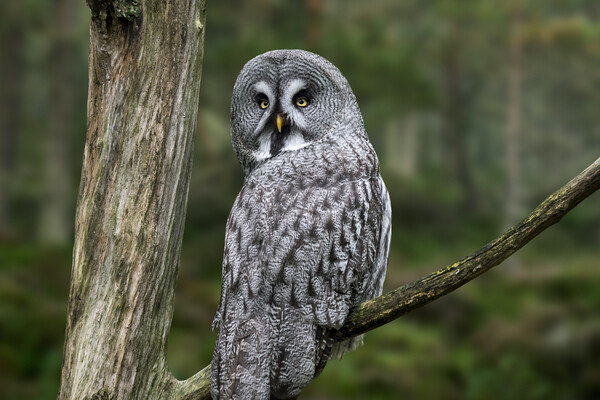 Great Grey Owl in Forest Picture Board by Arterra 