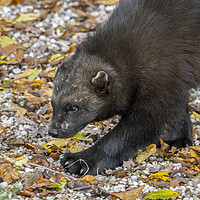 Buy canvas prints of Hunting Wolverine by Arterra 