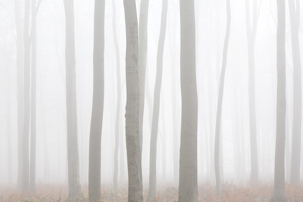 Tree Trunks in Mist Picture Board by Arterra 
