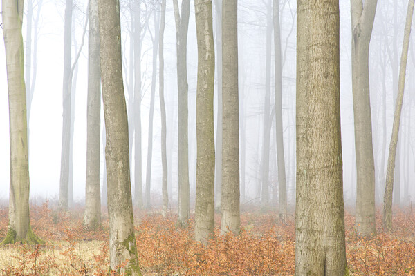 Forest in Autumn Mist Picture Board by Arterra 