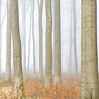 Buy canvas prints of Forest in Autumn Mist by Arterra 