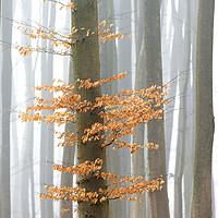 Buy canvas prints of Autumn Woodland by Arterra 