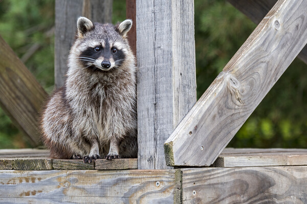 Raccoon on Bridge Picture Board by Arterra 