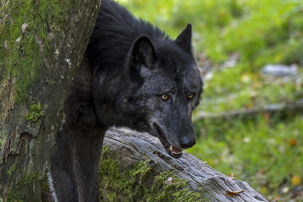 Black Wolf Picture Board by Arterra 