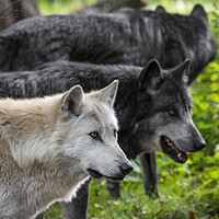 Buy canvas prints of Alaskan Timber Wolves by Arterra 