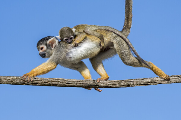 Squirrel Monkey with Baby Picture Board by Arterra 