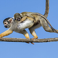 Buy canvas prints of Squirrel Monkey with Baby by Arterra 