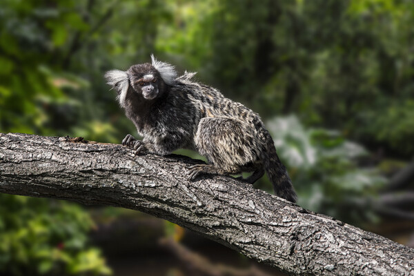 White-Tufted Marmoset Picture Board by Arterra 