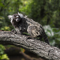 Buy canvas prints of White-Tufted Marmoset by Arterra 