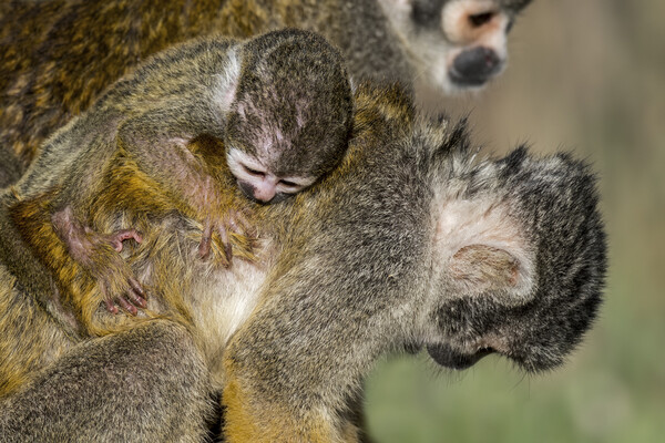 Squirrel Monkey with Baby on its Back Picture Board by Arterra 