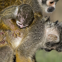Buy canvas prints of Squirrel Monkey with Baby on its Back by Arterra 