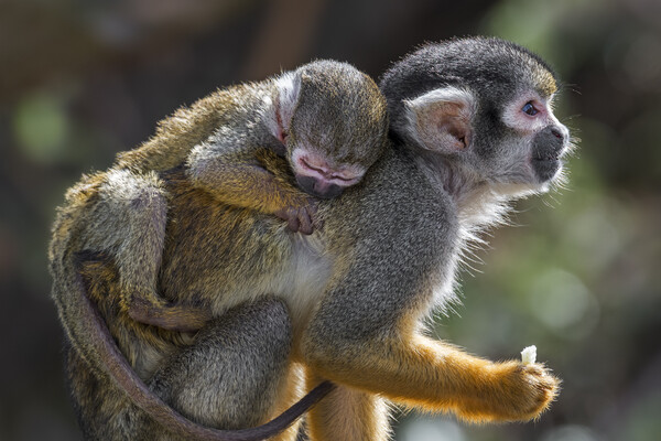 Peruvian Squirrel Monkey with Young Picture Board by Arterra 