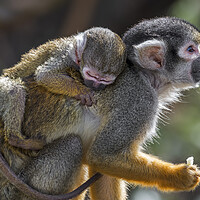 Buy canvas prints of Peruvian Squirrel Monkey with Young by Arterra 