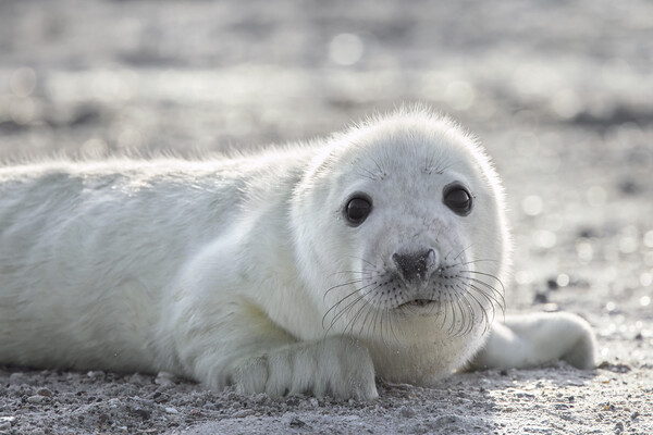 Cute Grey Seal Pup Picture Board by Arterra 