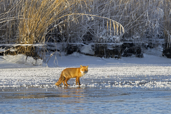 Red Fox in Winter Picture Board by Arterra 